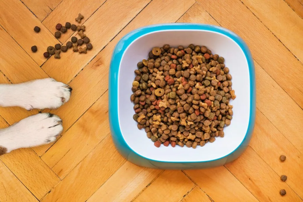 A dog looking up at its food bowl